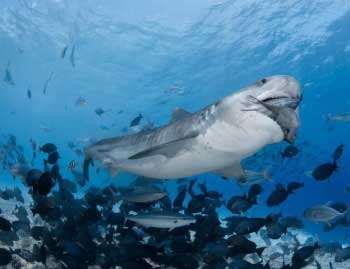 Shark feeding in Fuvahmulah