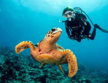 Diving with a turtle