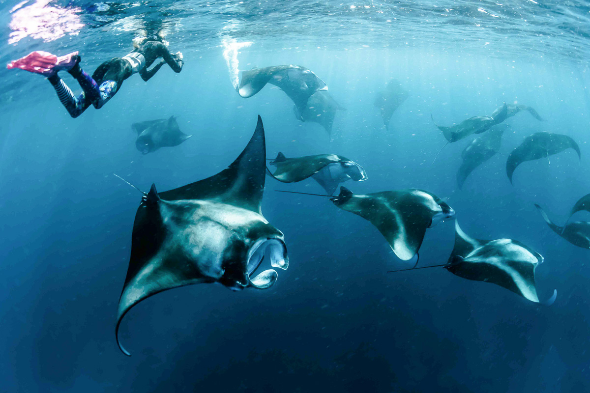 oceanic-manta-rays