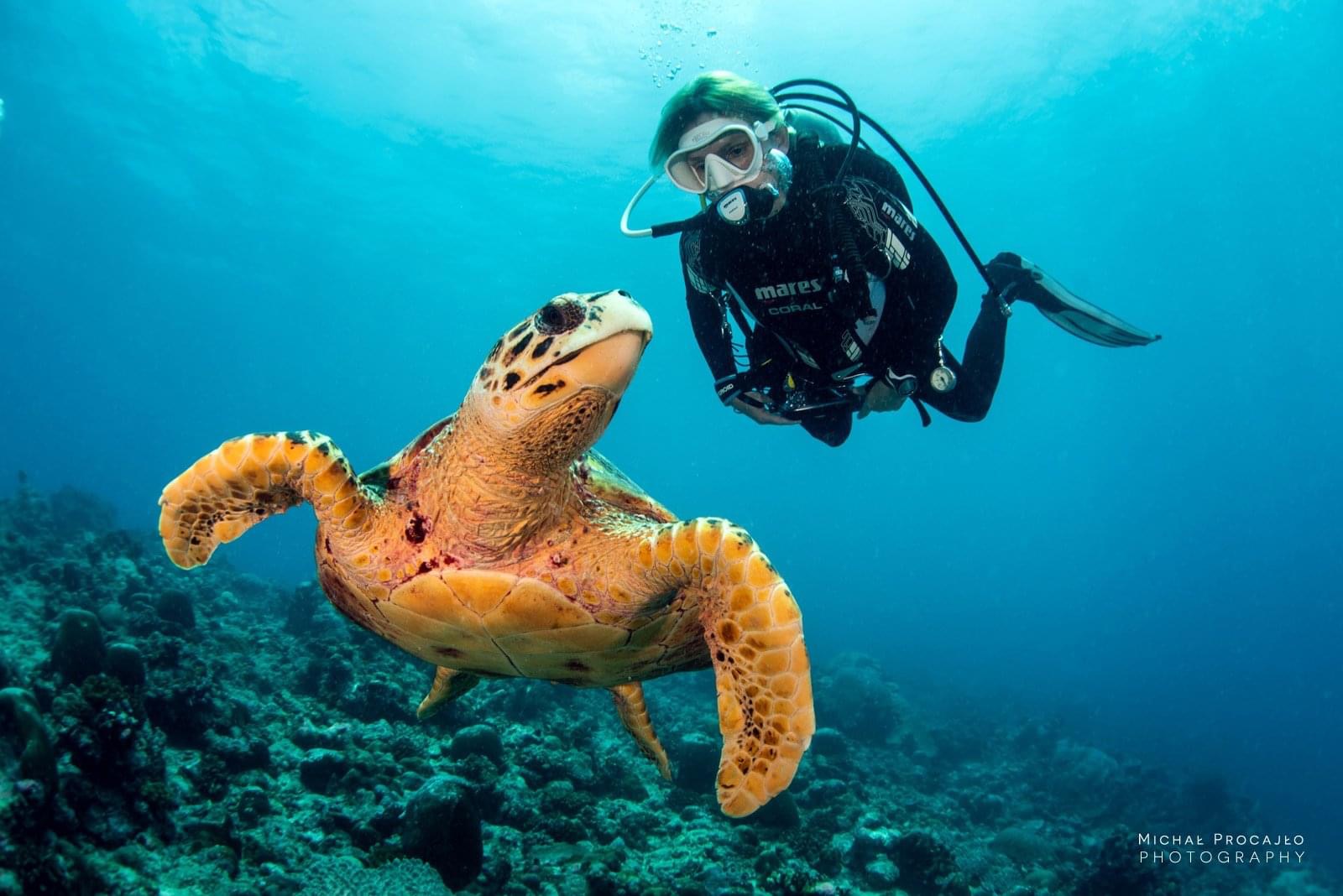 sea turtle swimming with a diver