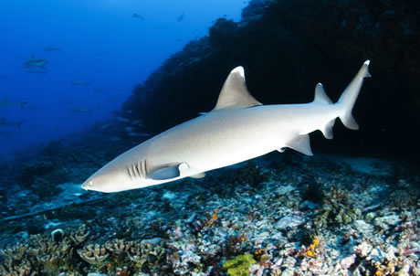 white tip reef shark