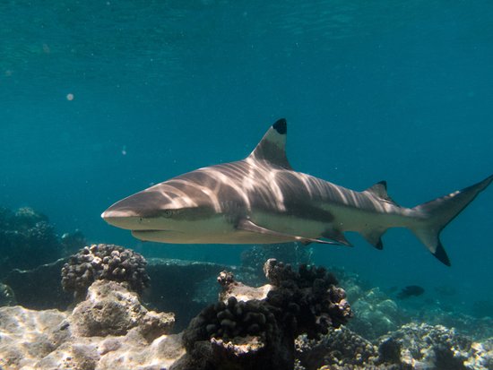 black tip reef shark