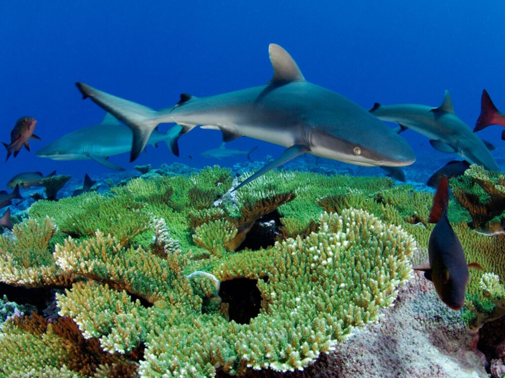 grey-reef shark