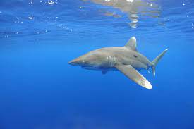 oceanic white tip shark