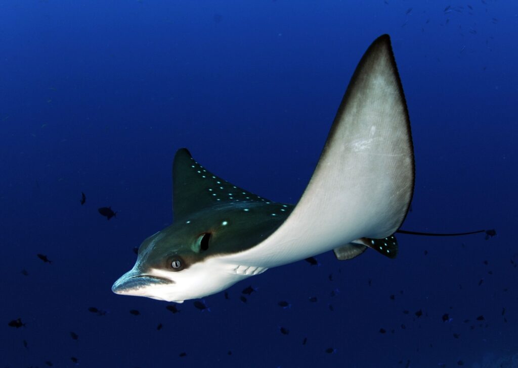 spotted eagle ray