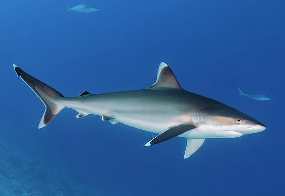 silvertip shark