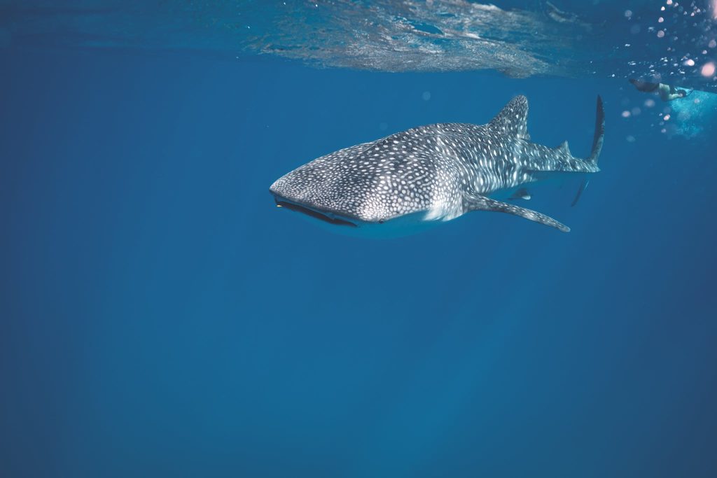 whale shark swimming under water