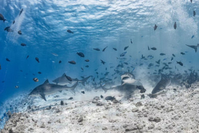 Tiger shark swimming near divers in Fuvahmulah