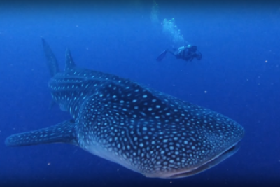 Whale shark