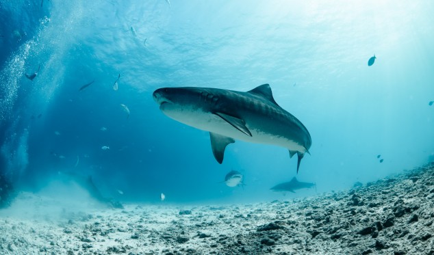 Shark swimming at Kalho Akiri