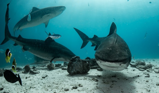 Sharks around Abadhas Faro in Fuvahmulah