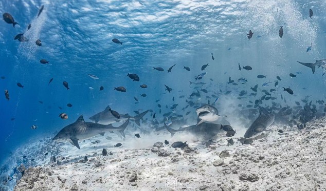 Tiger shark swimming near divers in Fuvahmulah