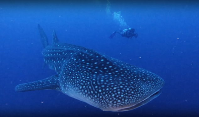 Whale shark