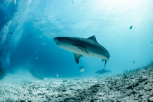 Shark swimming at Kalho Akiri