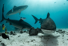 Sharks around Abadhas Faro in Fuvahmulah