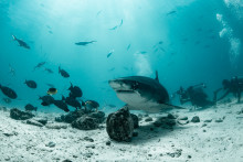 Tiger shark swimming near divers in Fuvahmulah