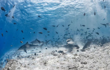 Tiger shark swimming near divers in Fuvahmulah