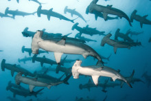 Hammerhead Symphony