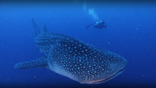 Whale shark