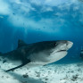 Tiger shark under Fuvahmulah