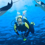 Dive around sting rays