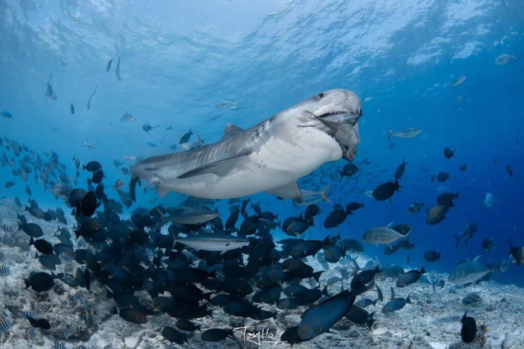 Tiger Shark Quest - Scubabutler Fuvahmulah